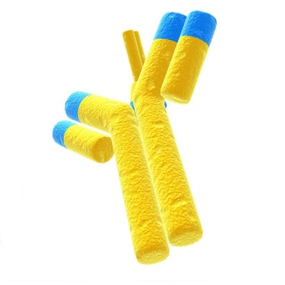Sheep Vasoactive Intestinal Peptide