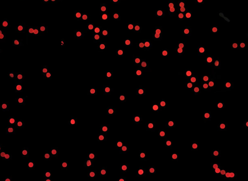 [AFR-2600-NH2] Red PS Fluorescent Particles, 26 um-NH2