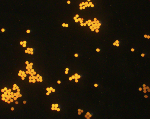[AFO-0200-NH2] Orange PS Fluorescent Particles, 2 um-NH2